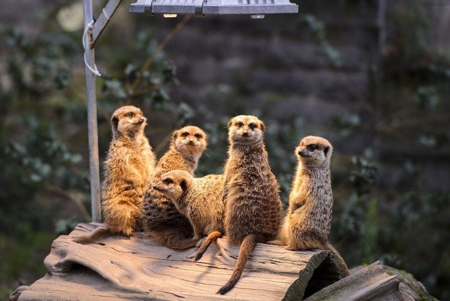 Besucher können die Erdmännchen bei einem Rundgang genauer kennenlernen.