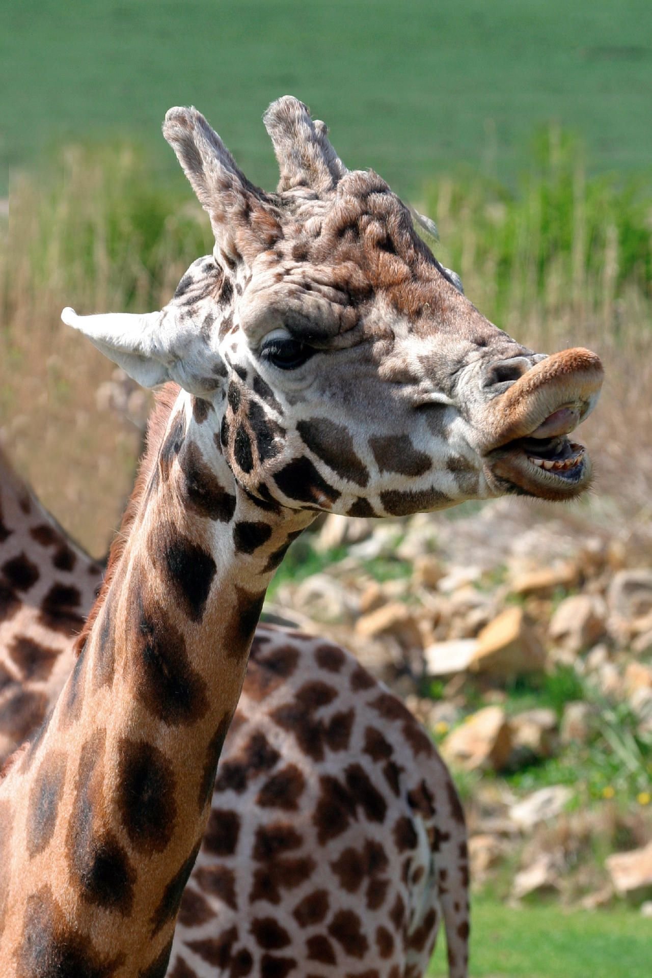 Der Giraffenbulle Max aus dem Leipziger Zoo ist tot.