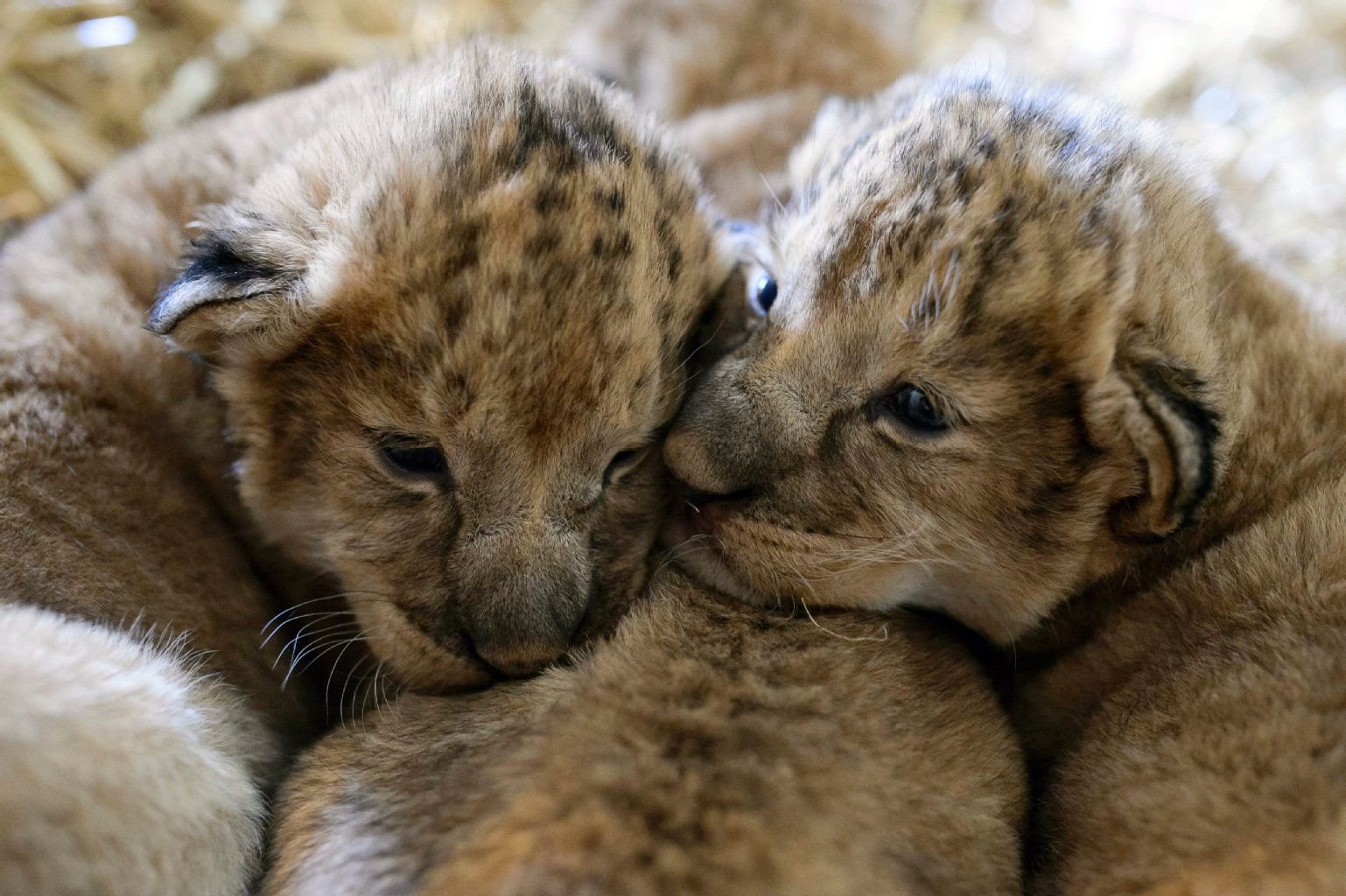 Löwenbabys schmiegen sich in einem Zoo aneinander.