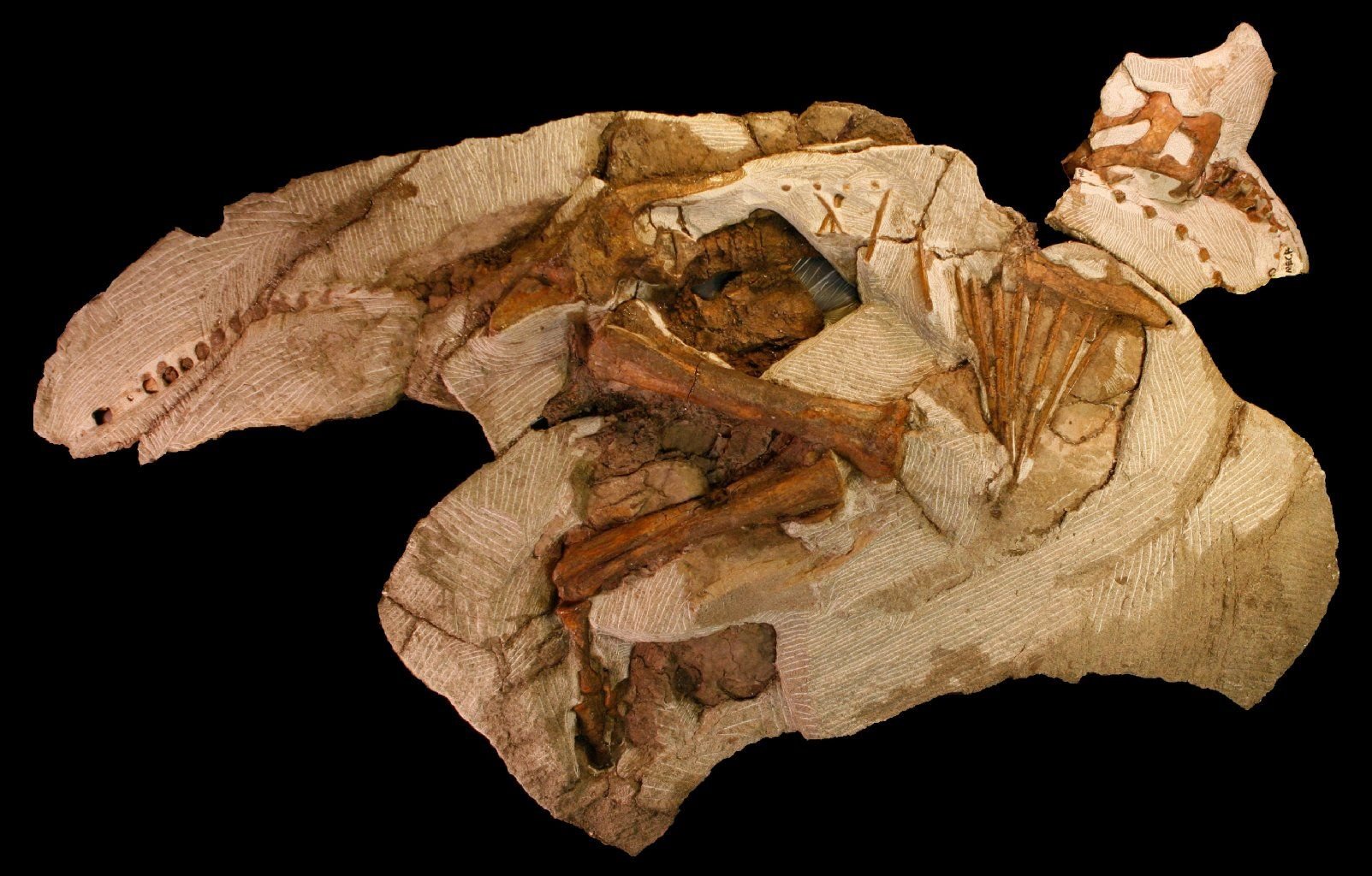 Skelett eines Baby-Dinosauriers der Gattung «Parasaurolophus». Das Fossil erhielt von seinem Finder Kevin Terris den Spitznamen «Joe».