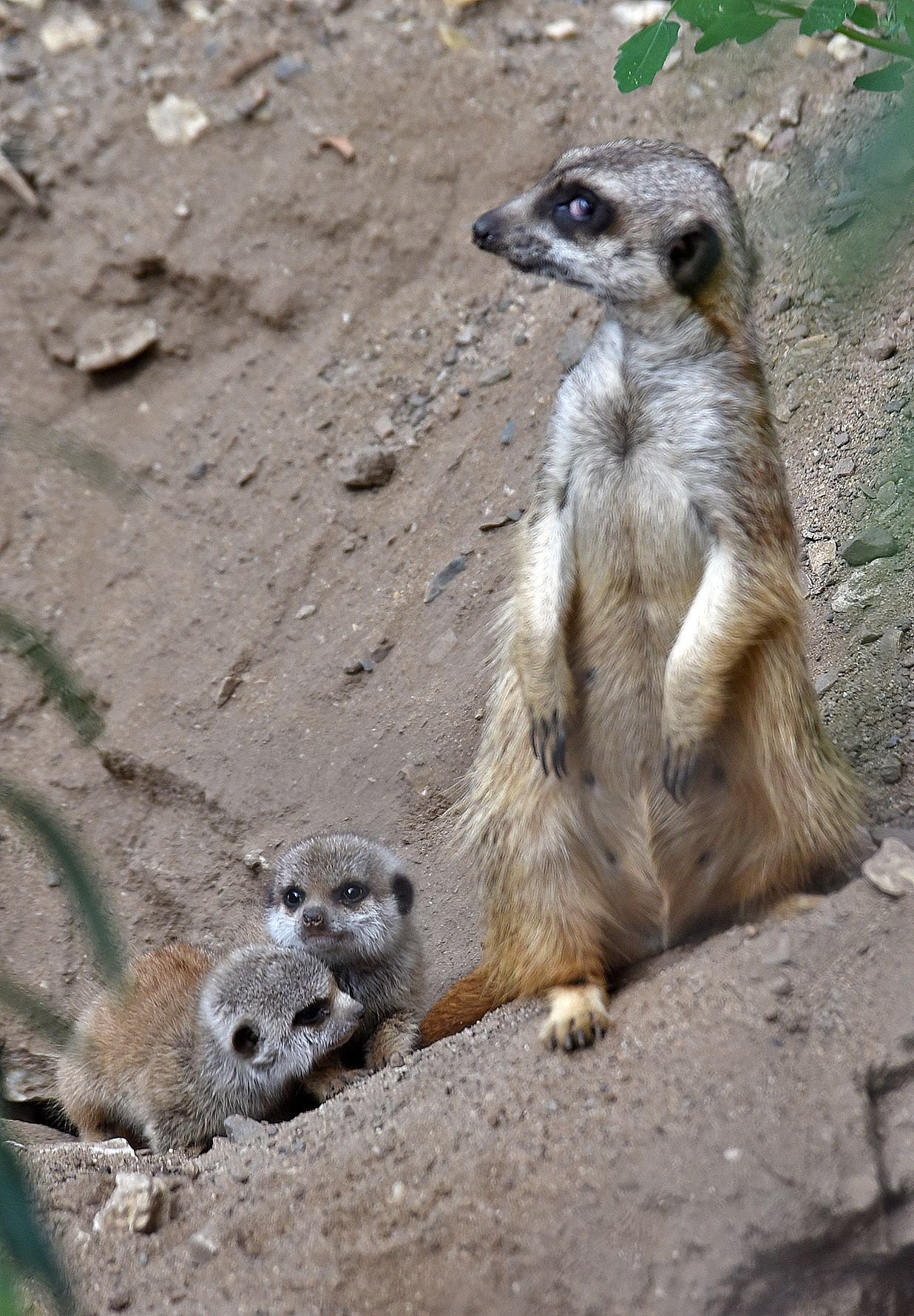 Der putzige Nachwuchs der Erdmännchen traut sich seit einigen Tagen aus dem Bau im Zoo in Aschersleben.
