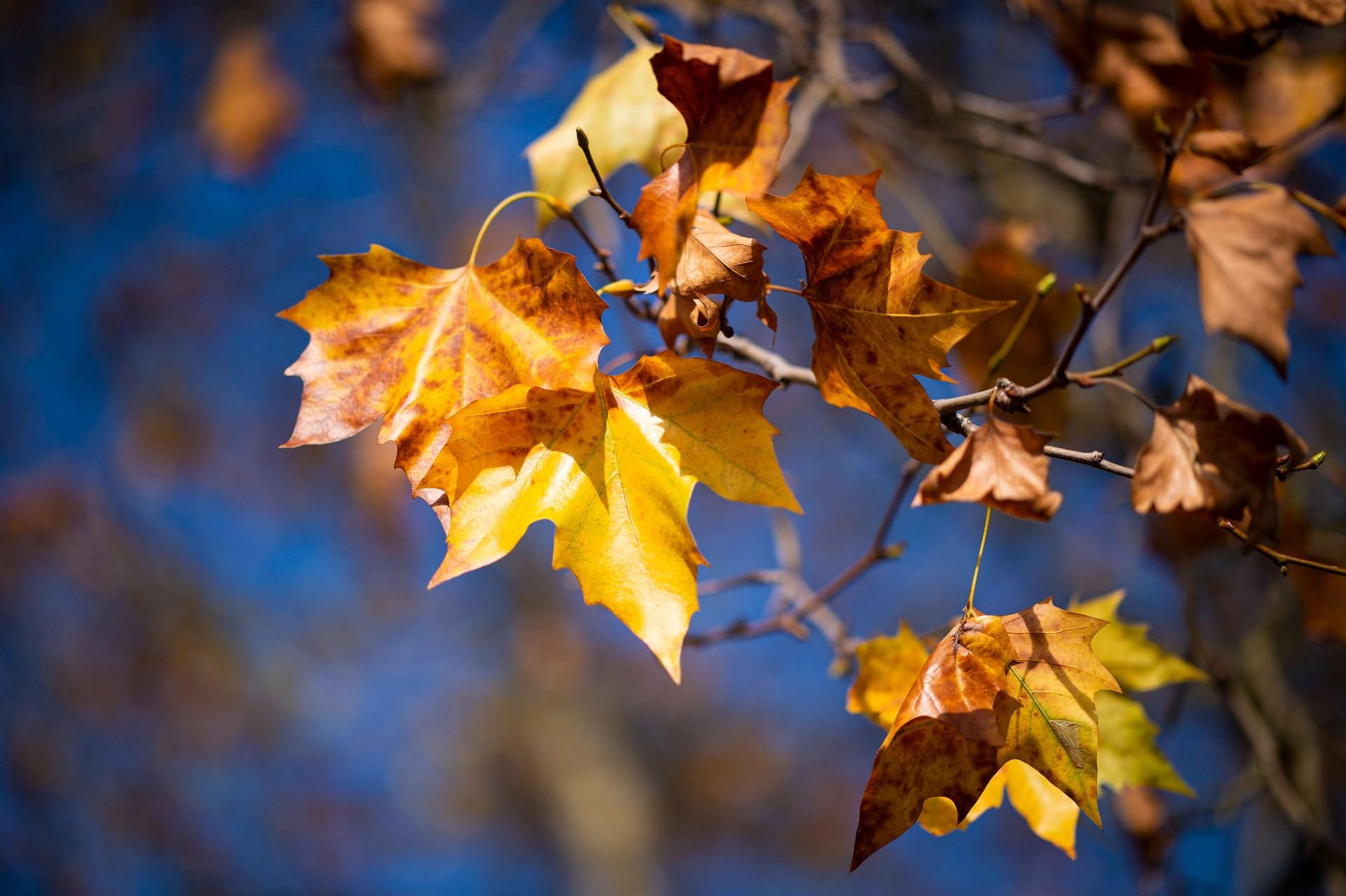 Herbstlich gefärbte Blätter hängen vor blauem Himmel an einem Baum. Die Aussichten für das Wochenende sind wechselhaft freundlich.