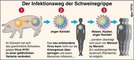 Infektionsweg der Schweinegrippe (GRAFIK: DPA)
