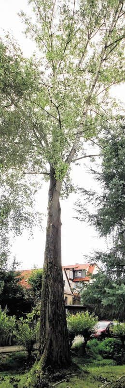 Die Pappel ist krank und könnte für Kinder auf dem Spielplatz zur Gefahr werden.