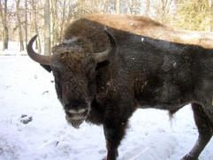 Wisent (Foto: dpa)