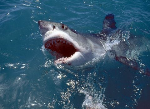 Weißer Hai. In Australien ist ein Tauscher von einem Hai getötet worden. (FOTO: ARCHIV/DPA)