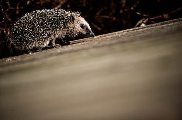 Fallen Temperaturen unter 5 Grad ziehen sich die Stacheltiere zum Winterschlaf zurück.