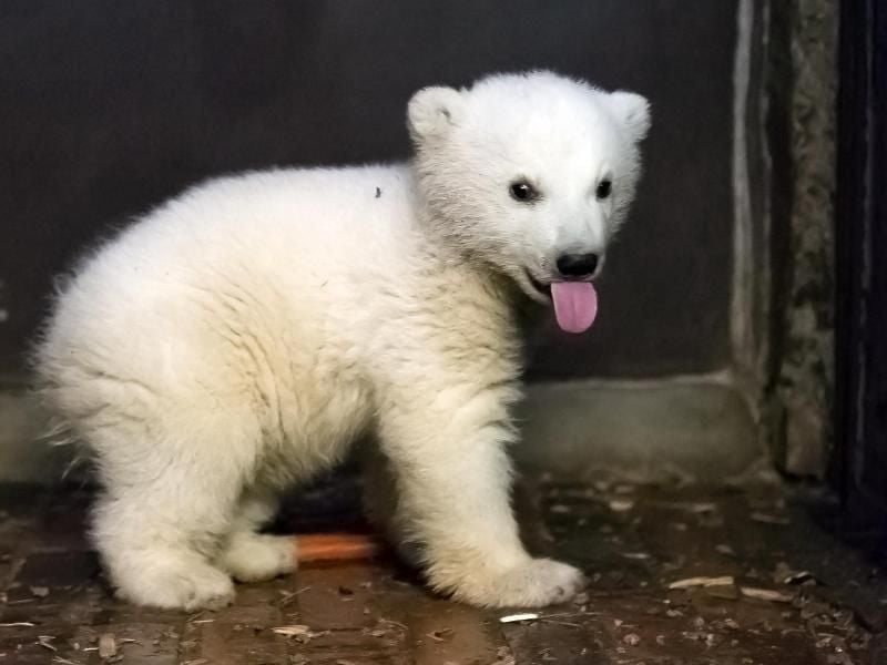 Fritz, der kleine Eisbär in Berlin. Foto: Tierpark Berlin