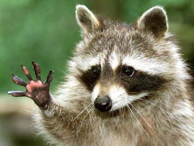 Ein Waschbär (Foto: dpa)