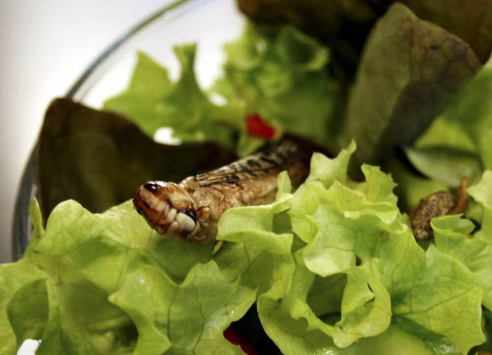 Auf Salat servierte Heuschrecke