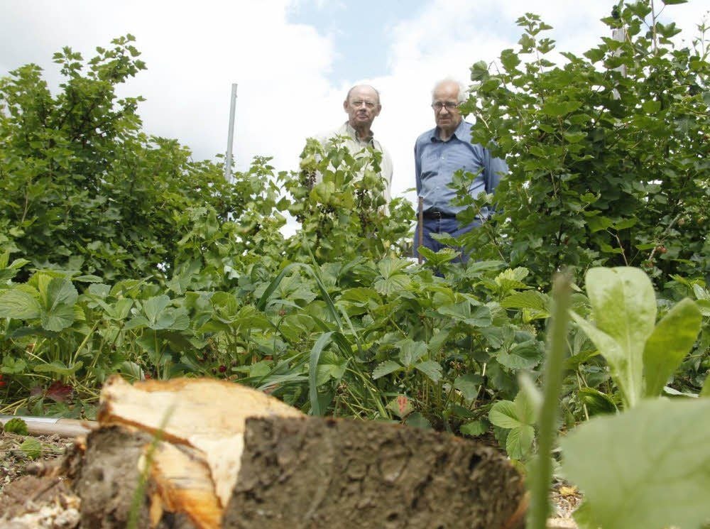 Gottfried Bartholomäus (r.) erkennt seinen Garten kaum wieder. Bei ihm mussten gleich mehrere Bäume gefällt werden. Gartenfreund Ralf Illig hatte mehr Glück. Bei ihm ist vermutlich nur ein kleiner Baum betroffen.