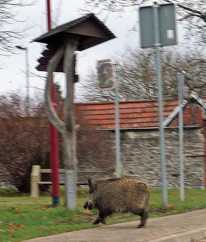 Ein Wildschwein in der Alexisbader Straße.