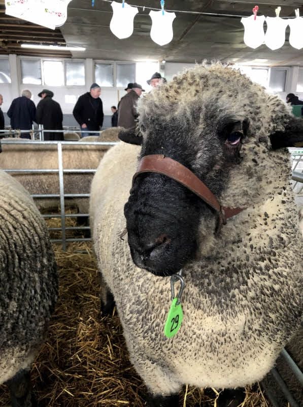 So sieht ein teures Schaf aus: Der Bock der Rasse schwarzköpfiges Fleischschaf (links) wurde für 3.000 Euro versteigert. Tageshöchstpreis bei der Mitteldeutschen Bockauktion 2019.