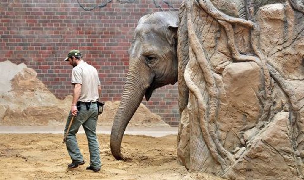 Tierpfleger mit Elefantendame Hoa im Elefantenhaus des Zoo Leipzig.