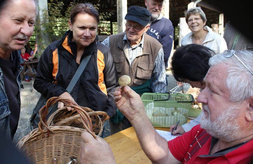 Klaus Strathausen hält einen bei Silberhütte gefundenen hochgiftigen Grünen Knollenblätterpilz in die Höhe.