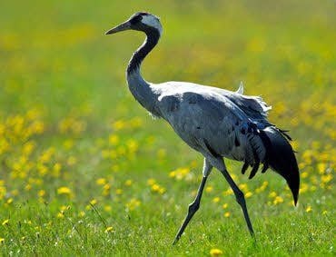 Für Eltern mit ihren Kindern wie auch Großeltern mit Enkeln ist die Wanderung zu den Kranichen gedacht, die Naturparkführerin Birgit Rabe am 15. Oktober ab 14 Uhr anbietet.