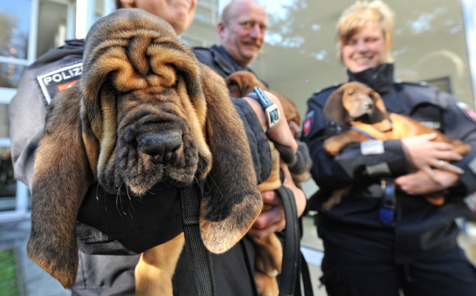Der Personenspürhund Welpe Fanta ist ein Bloodhound.
