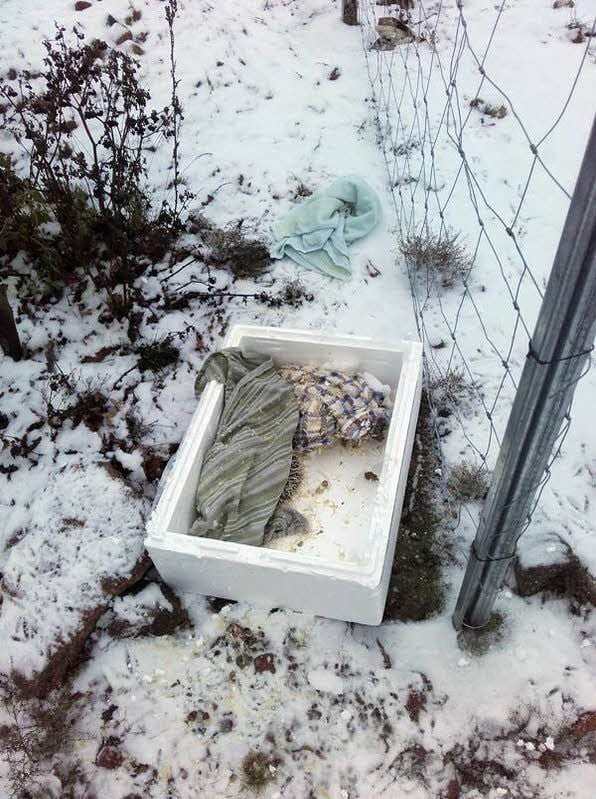 In dieser Kiste lagen die drei Tiere.