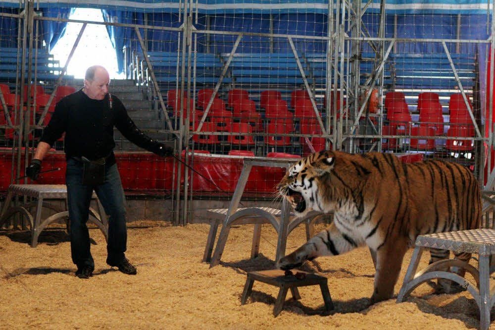 Ein Hauch von Exotik und Gefahr: Rüdiger Probst ist der Herr der Sibirischen Tiger. Jeden Tag trainiert er die Raubkatzen.