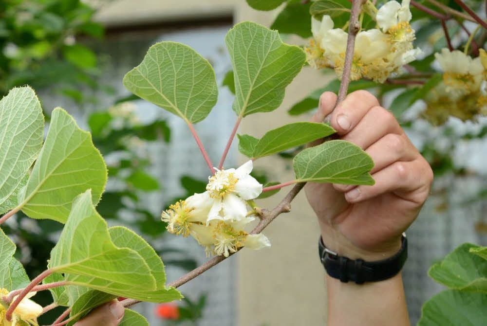 Kiwiblüten im Fockendorfer Grund in Zeitz