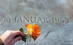 Eine Rose wird am Donnerstag (13.01.2005) auf den Gedenkstein für den 16. Januar 1945 auf dem Magdeburger Westfriedhof gelegt. (Foto: dpa)