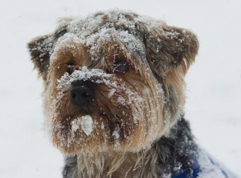 Der Yorkshire Terrier Charlie steht im Schneetreiben auf der Strandpromenade in Zinnowitz auf der Insel Usedom (FOTO: DPA)