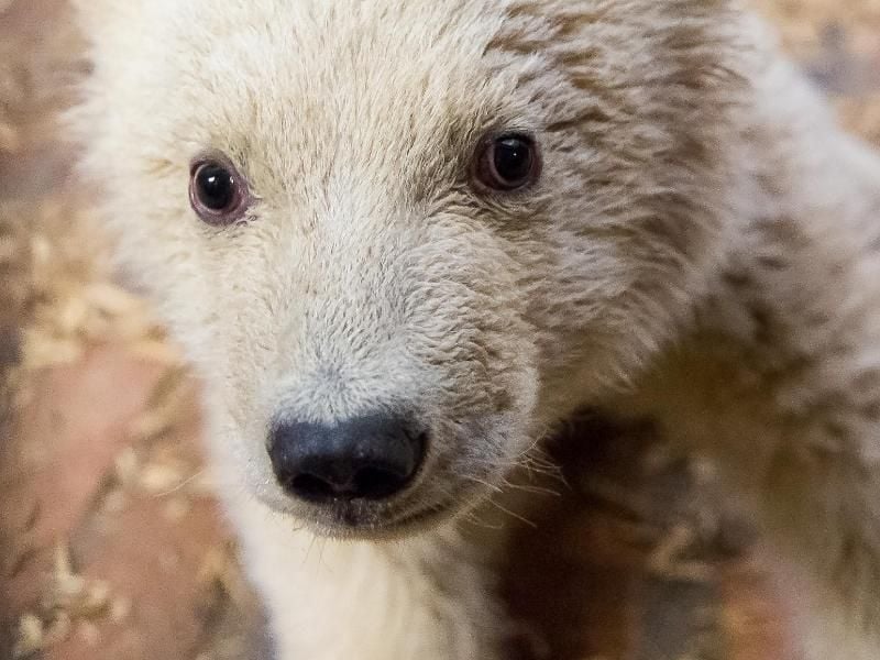 Der kleine Eisbär Fritz hat es nicht geschafft. Foto: Tierpark Berlin