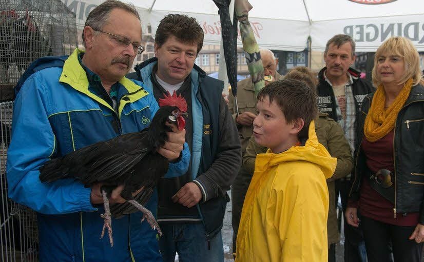 Zum Denkmalfrühstück hatten zwei Sonderzuchtvereine auch eine kleine Tierbesprechung vorbereitet: Zuchtwart Jürgen Weichold (l.) bewertet hier das Spanier-Huhn von Thomas und Johannes Hohmann.