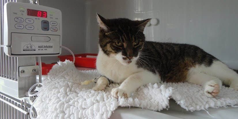 Schwer verletzt wurde diese Katze in Pratau gefunden. In der Tierklinik Wittenberg wurde sie behandelt - und wartet nun auf ihre Menschen.