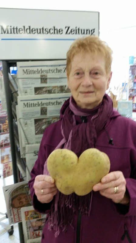Riesenexemplar aus Hohenweiden Herzkartoffel als Lohn für viel Gärtner