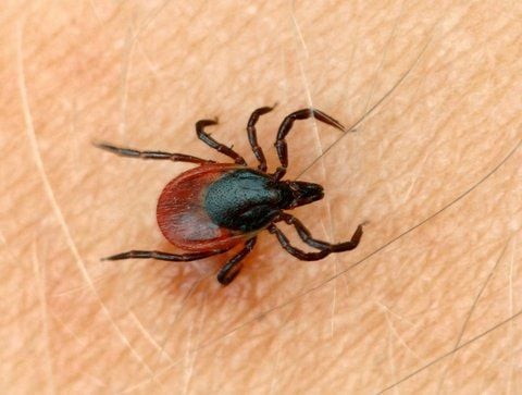 2011 gab es mehr Hirnhaut-Entzündungen durch Zeckenbisse. (FOTO: DPA)