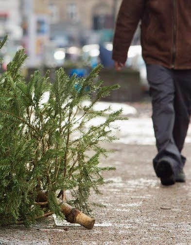 Ganz unterschiedlich lang bleiben die Weihnachtsbäume in den Wohnzimmern stehen: Die offizielle Entsorgung beginnt Mitte Januar.