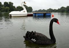 Ein schwarzer Trauerschwan schwimmt auf dem Aasee in Münster vor einem Tretboot in der Form eines weissen Plastikschwans her. (Foto: dpa)