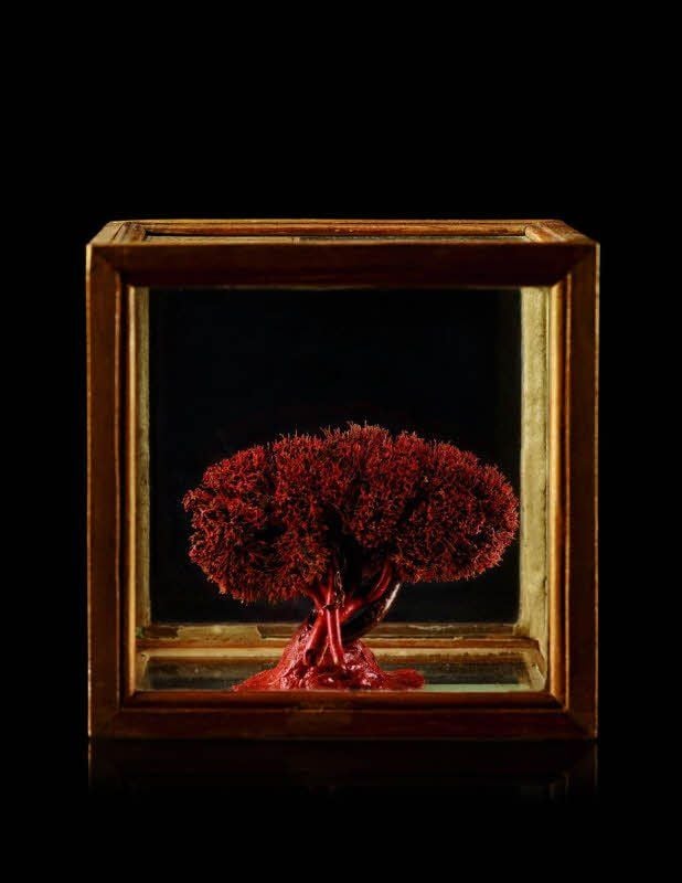 Dieser Gefäßbaum einer Niere ist eines der beeindruckendsten historischen Präparate.