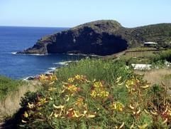 Wie Kopf und Rüssel eines Dickhäuters: Die Felsformation «Arco dell'elefante» südlich von Cala Levante lockt auf Pantelleria nicht zuletzt die Schnorchler an. (Foto: dpa)