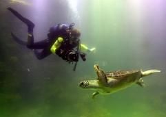 Ein Taucher filmt am Dienstag (27.01.2004) im neuen Schildkrötenbecken des Stralsunder Meeresmuseums eine Meeresschildkröte. Vier Riesenschildkröten haben am gleichen Tag ihr neues Luxus-Becken bezogen. (Foto: dpa)