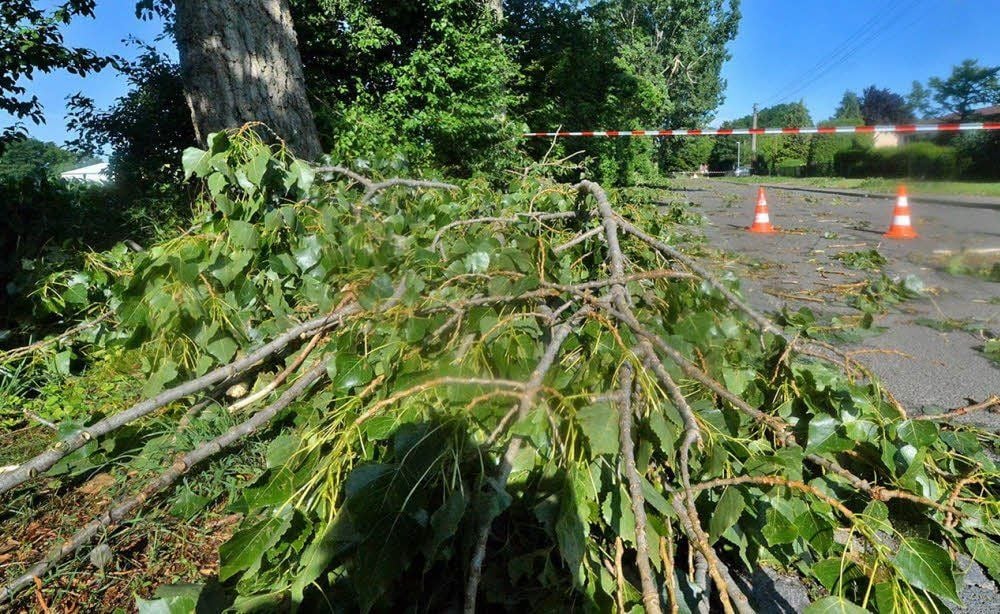 Umgestürzte Bäume in der Burgstraße.
