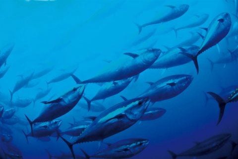 Thunfischschwarm im Mittelmeer. (FOTO: DPA/ARCHIV)