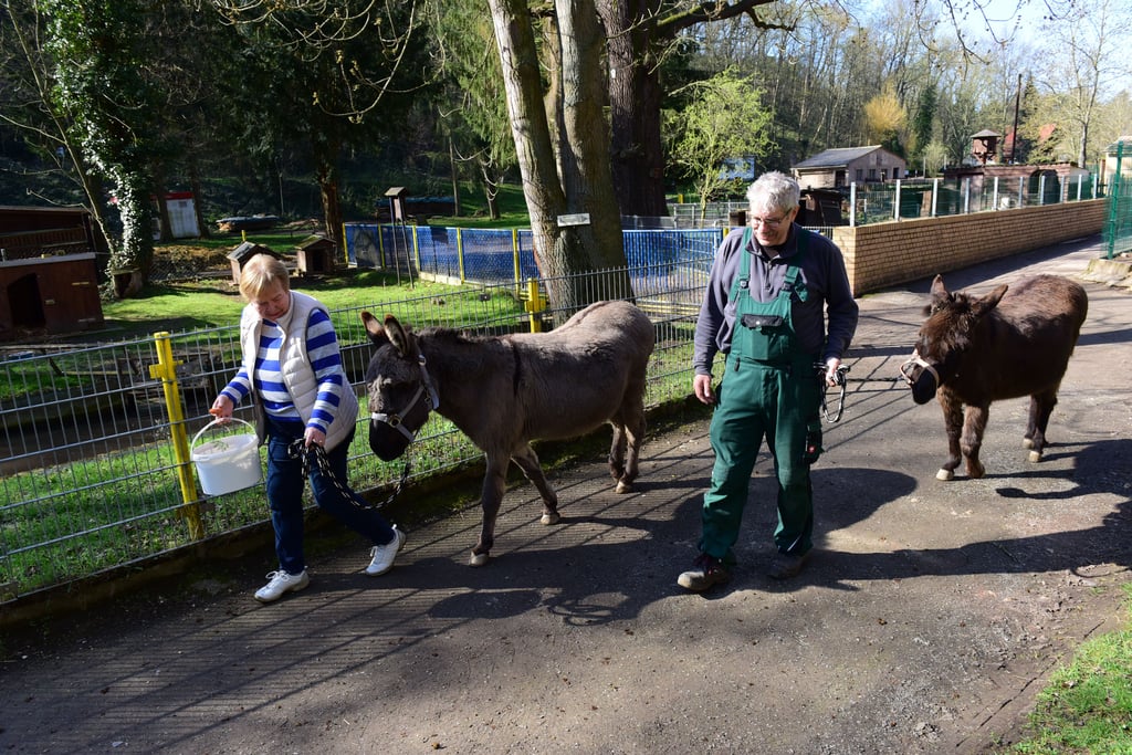 Im Tierpark Walbeck werden Wanderungen mit den Esel Charly und Wanda für Besuche angeboten. Günter Ecke und Marlies Stock Bett laufen schon mal eine Runde zur Probe.