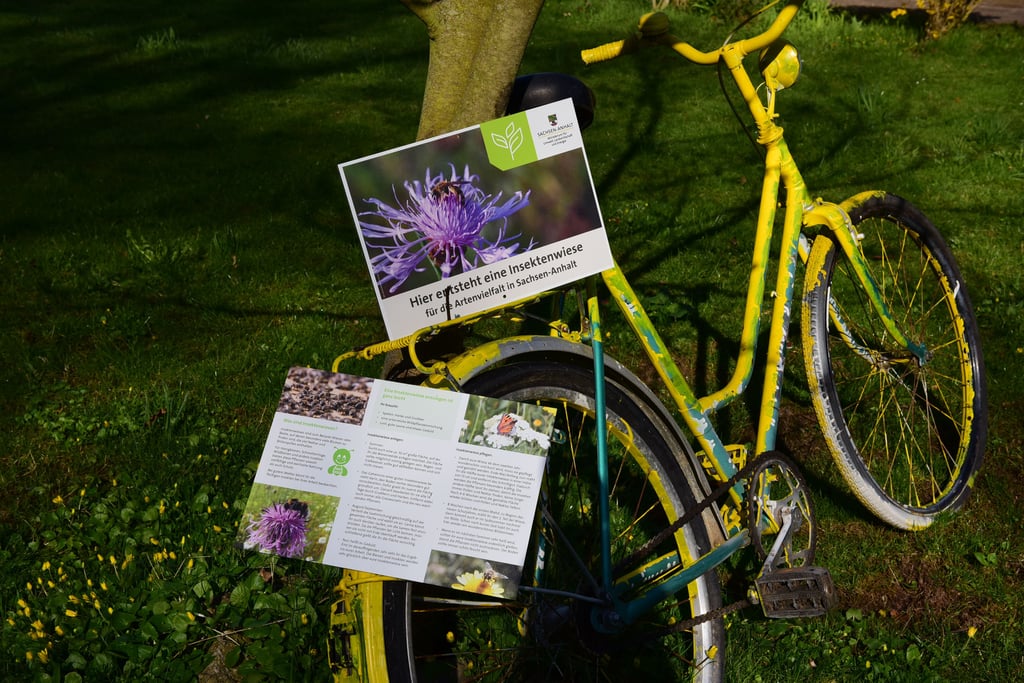 Im Eingangsbereich des Parks wurde eine insektenfreundliche Wiese angelegt.