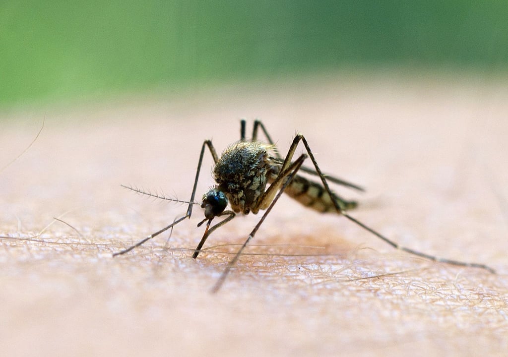Die von Mücken übertragene Malaria ist eine der Hauptursachen für die hohe Kindersterblichkeit in Afrika.