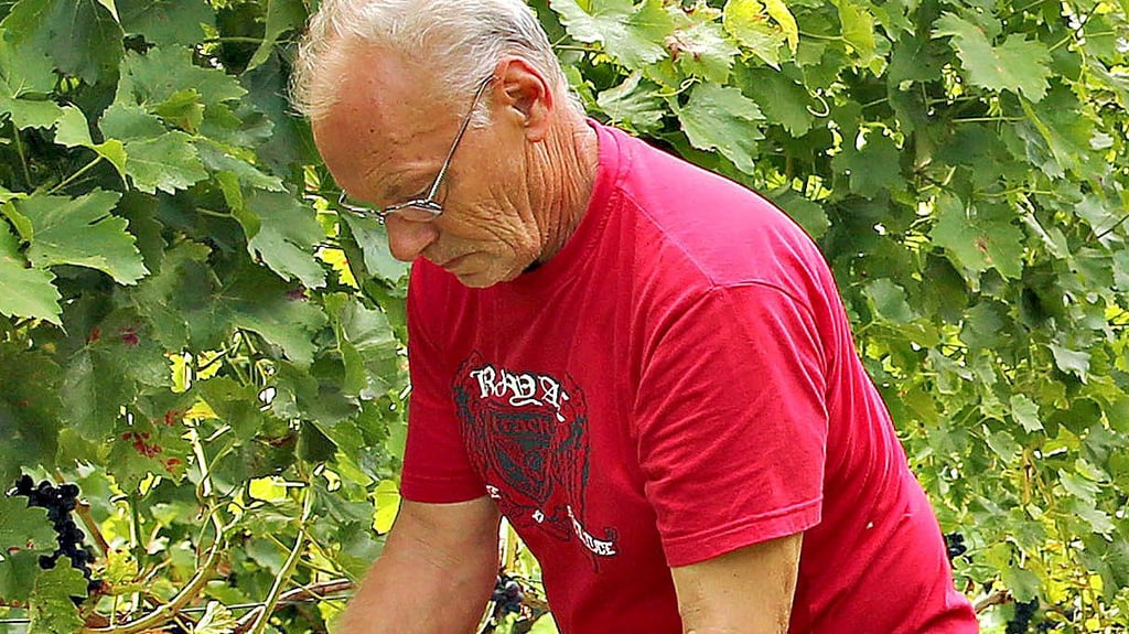 Mitarbeiter des Landesweingutes bei der Weinlese.