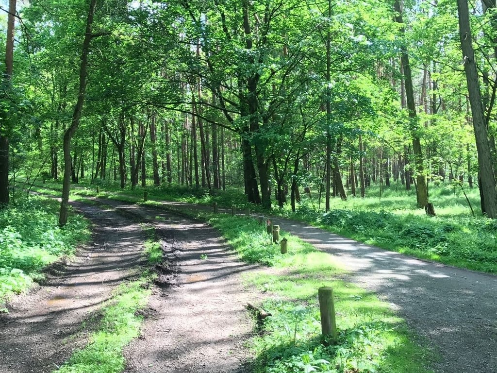 Ein Weg durch die Kreuzhorst in Magdeburg. Im westelbischen Bereich soll nun geprüft werden, ob auch hier ein Stadtwald angelegt werden kann.