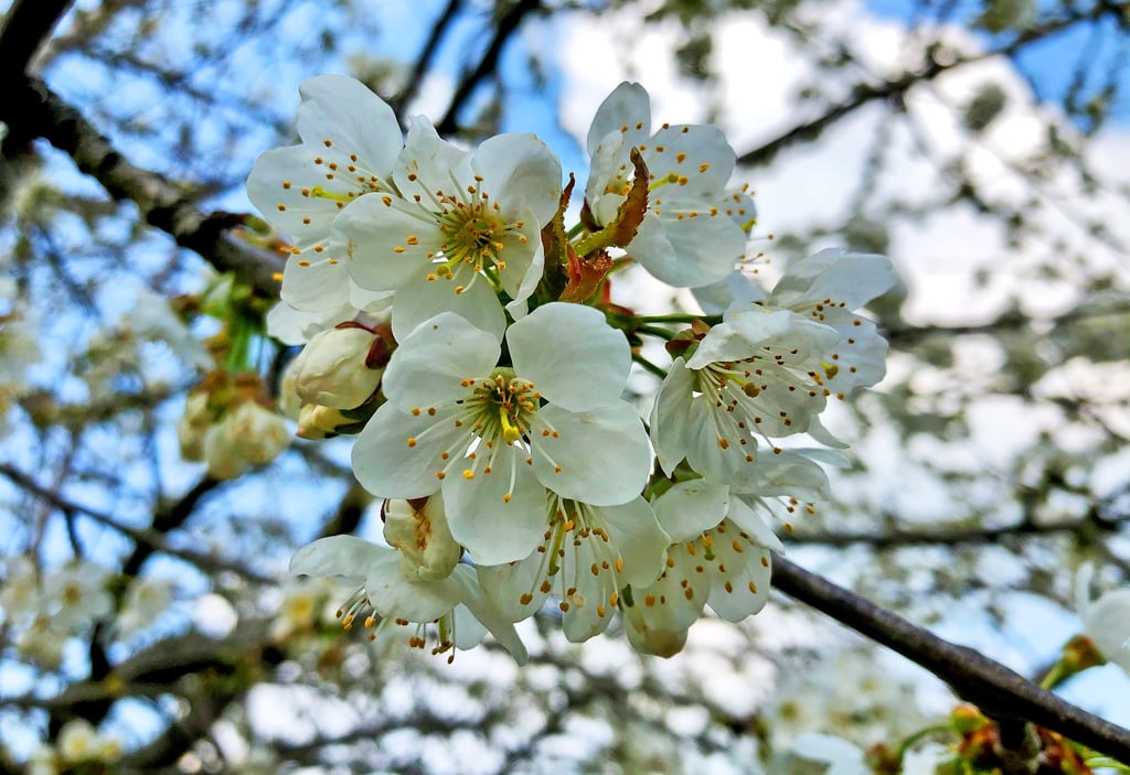 Vierelerorts stehen die Kirschen derzeit in voller Blüte. Wärme kann dabei nicht schaden, damit auch Bienen und Insekten die Blüten anfliegen.