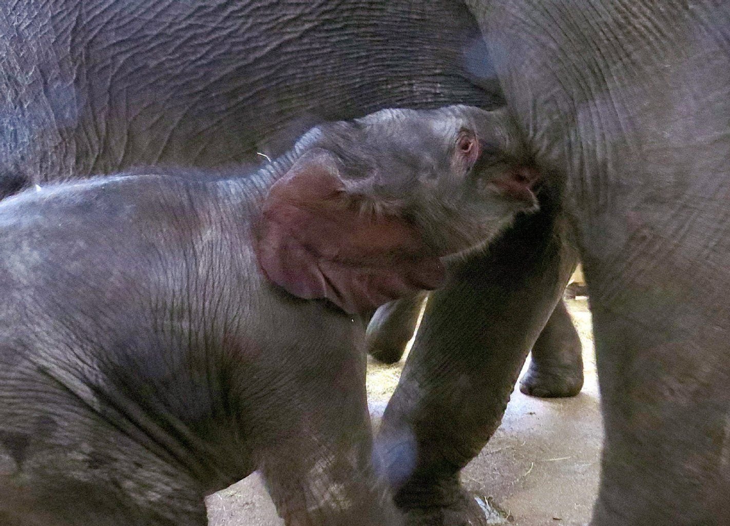 Elefantenmama Kewa gebar das Männchen ganz ohne Hilfe von Tierärzten und Pflegern.