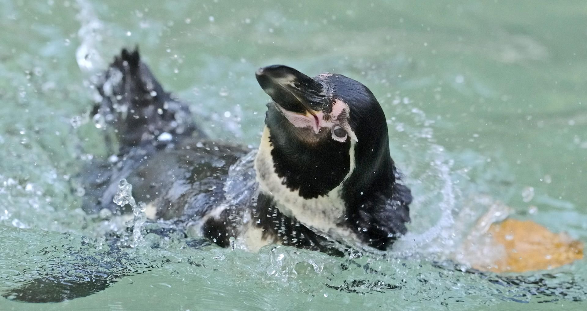 In Mannheim wurde ein Pinguin aus einem Zoo gestohlen.