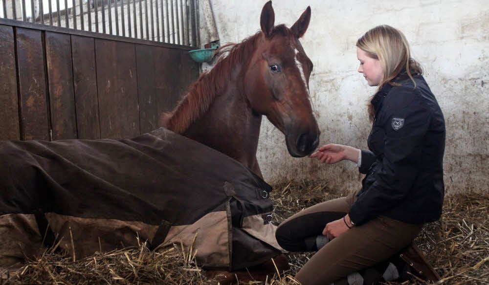 Ein Pferd mit einer Atemwegserkrankung braucht einen zugfreien Unterstand und bei Kälte eine Decke.