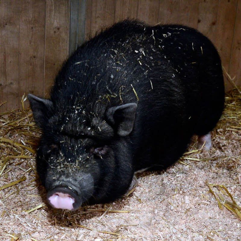 Hängebauchschwein Elvira sucht ein gutes, neues Zuhause. Zurzeit lebt sie im Tierheim.