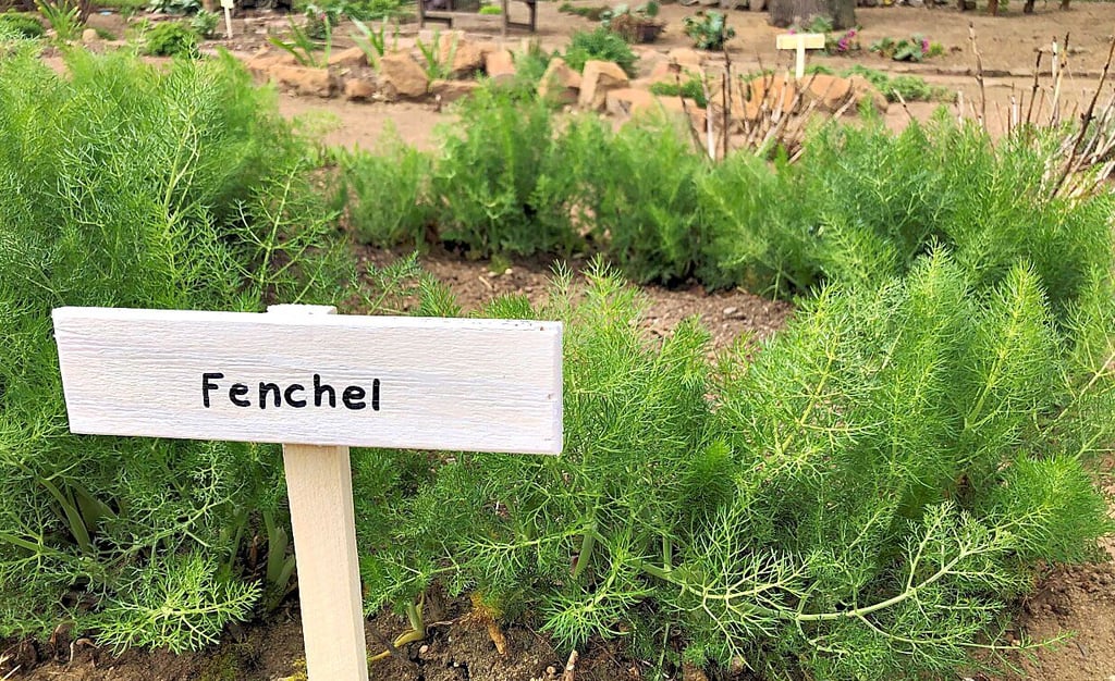Der Fenchel sprießt schon kräftig.