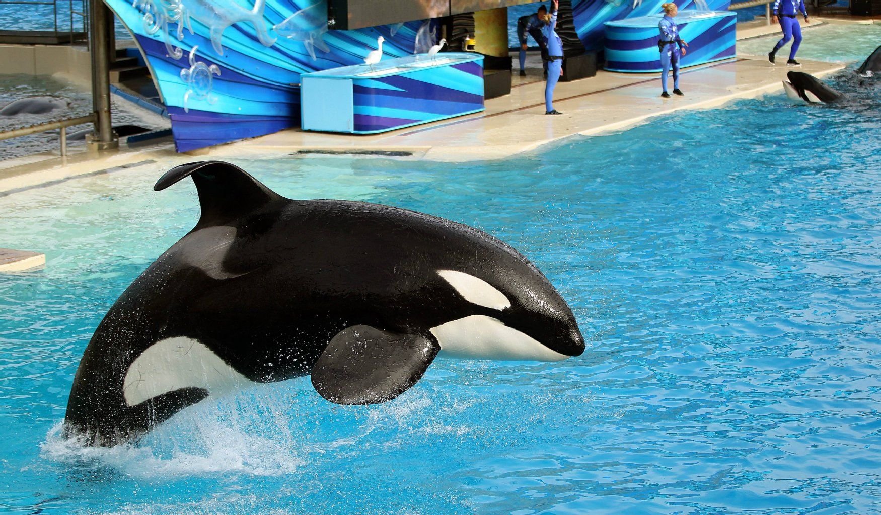 Dressierte Orcas sind die Hauptattraktion des Freizeitparks Sea-World.